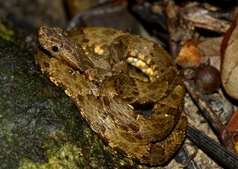 Animais peçonhentos causaram duas mortes e mais de 1,3 mil acidentes no Amazonas este ano