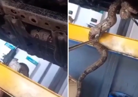 Vídeo: Bombeiros encontram cobra de 2 metros em compartimento de motor de carro