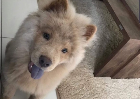 PL quer incluir contagem de cães e gatos no Censo do IBGE