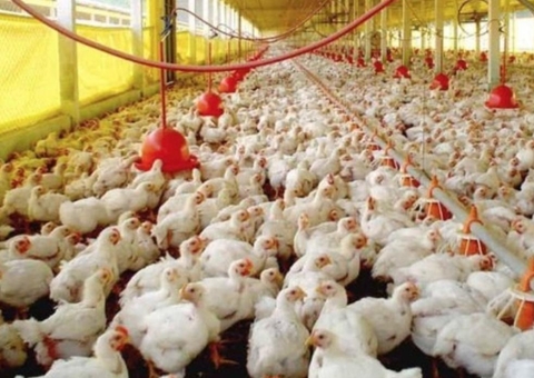 Ministério da Agricultura investiga novas suspeitas de gripe aviária