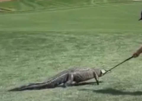 Jacaré interrompe torneio após invadir campo