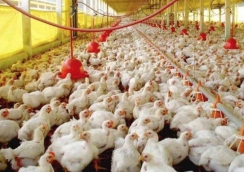 Gripe aviária: 16 países suspendem restrição à carne brasileira 