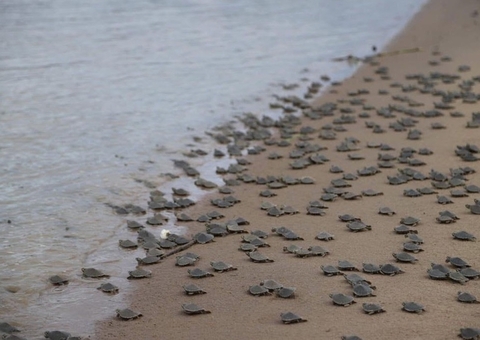 Comunidades vão receber R$ 316,3 mil para manejo de quelônios no Amazonas