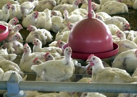Brasil registra 1º caso de gripe aviária em granja comercial no RS
