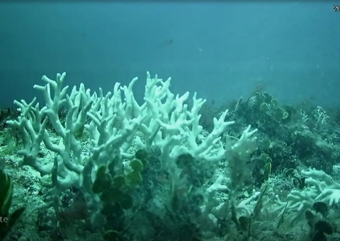 Relatório indica intensa mortandade de corais no Nordeste em 2024