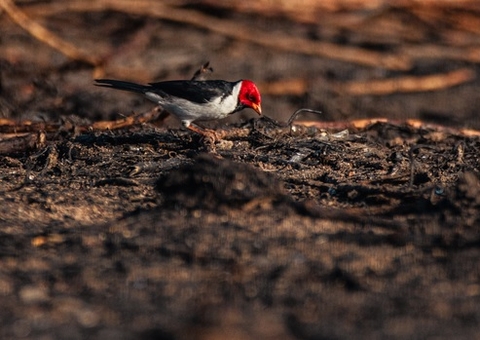 Período crítico de incêndios gerou aumento no resgate de animais silvestres em 2024