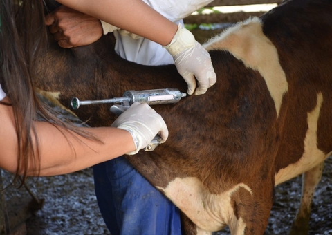 Idam inicia distribuição de vacinas contra febre aftosa em municípios do Amazonas