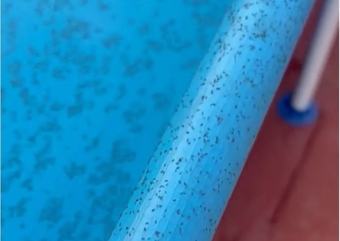 Insetos parecidos com piolhos invadem cidade após onda de calor; vídeo