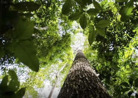 Países defendem fundo florestal com recursos carimbados para indígenas