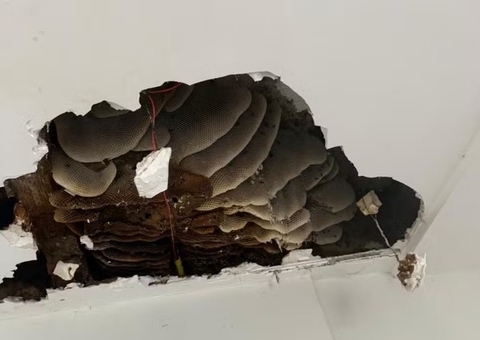 Após ataque de abelhas, família descobre colmeia gigante no teto de apartamento no ES