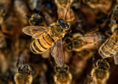 Criança leva mais de mil picadas de abelha e fica em estado grave no MS
