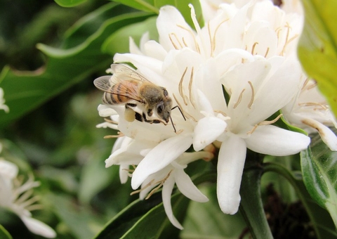  Queimadas e desmatamento são ameaças às abelhas na região amazônica