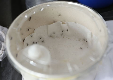 Em uma semana, Manaus registra mais 18 casos de dengue 