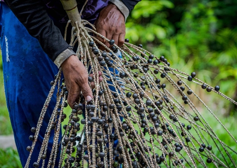 Projeto incentiva desenvolvimento da cadeia produtiva do açaí e andiroba