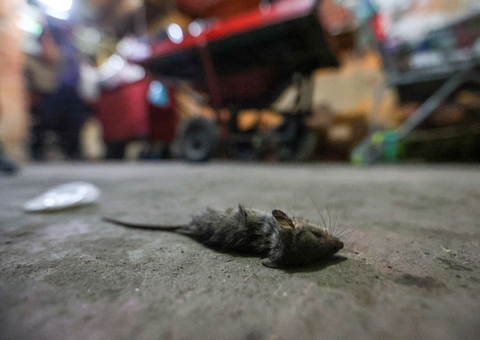 Produtos vencidos e armazenados em meio a ratos são apreendidos no centro de Manaus