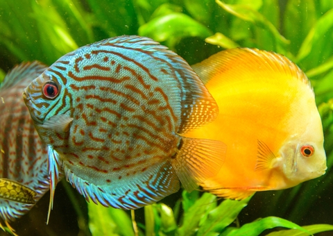 Exportação de peixes ornamentais depende de licenciamento; veja como fazer