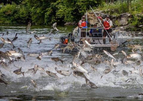 Cercas elétricas estão sendo usadas em rios para combater 'peixes canibais'