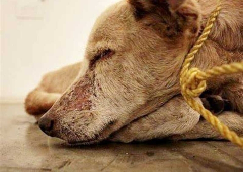 Homem que chutou cachorro é condenado a colaborar financeiramente com entidade