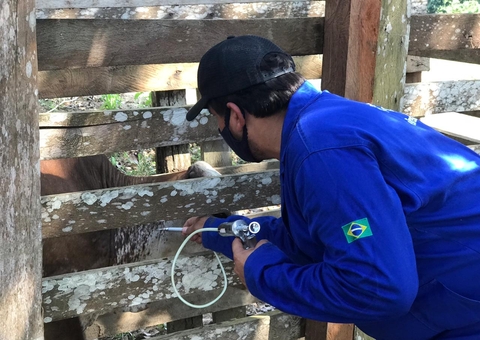 Campanha de vacinação contra febre aftosa encerra nesta semana no Amazonas