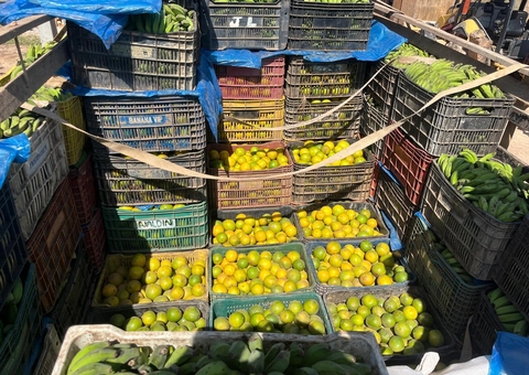 Adaf apreende 1 tonelada de laranjas escondida entre carga de banana que viria para Manaus