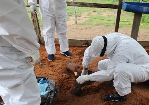 Cavalo morre com suspeita de intoxicação por feno contaminado no Tarumã