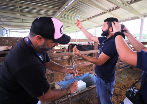 Amazonas alerta sobre fim do prazo de notificação da vacinação contra febre aftosa