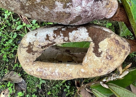 Caravana leva informação a comunidades sobre praga que ameaça cacau e cupuaçu