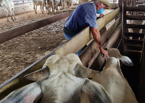 Termina terça notificação de vacinação contra febre aftosa