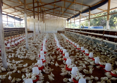 Adaf convoca produtores a fazerem atualização cadastral de animais no Amazonas