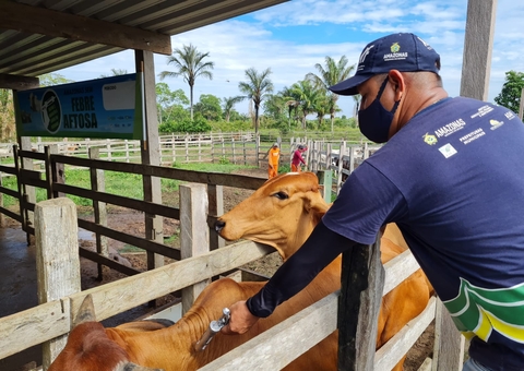 Campanha Amazonas sem Febre Aftosa tem início nesta quinta-feira