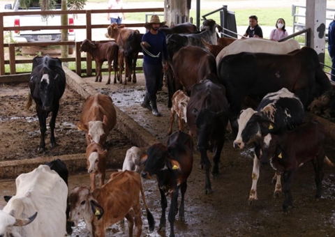 Adaf inicia 2ª etapa da campanha Amazonas Sem Febre Aftosa