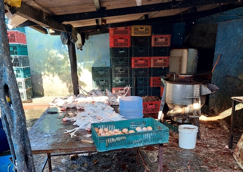 Mais de 800 aves são apreendidas em abatedouro clandestino em Manaus