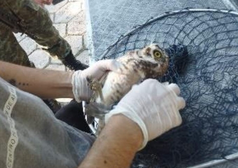 Ferida, coruja é resgatada após colidir com fiação de poste no Japiim
