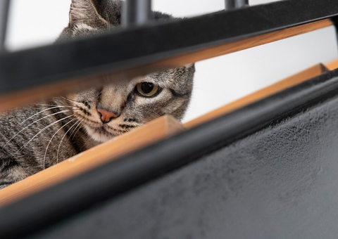 Vizinha saca arma e ameaça atirar em mulher durante briga por cocô de gato