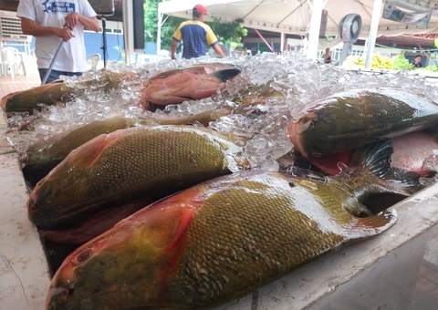 Período da Quaresma: Feiras da ADS terão peixes frescos neste fim de semana em Manaus
