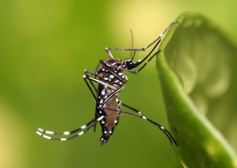 Dengue tipo 3 reaparece no Norte após 15 anos e preocupa autoridades 