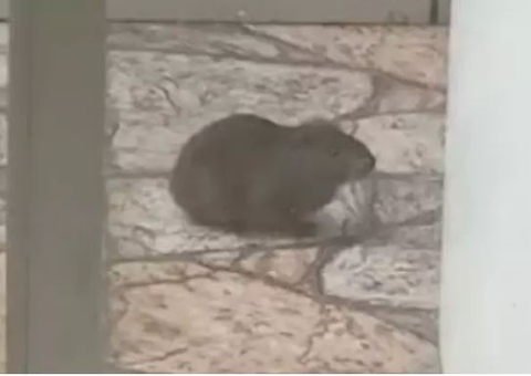 Roedor é confundido com capivara e causa mobilização da Guarda Municipal