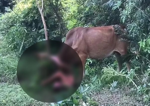 Nu, homem é atacado por vaca ao tentar abusar de animal em mata