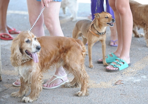 Fiocruz identifica anticorpos contra coronavírus em cão e gato
