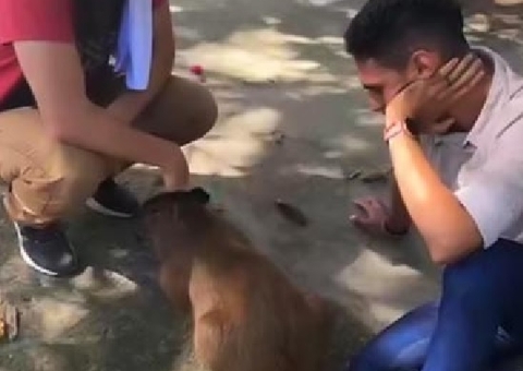 Agenor é autorizado a visitar capivara Filó no Ibama; vídeo
