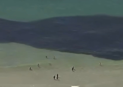 Banhistas nadam entre cardumes gigantes em Praia do RJ e cena viraliza