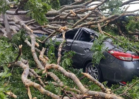 Homem morre após ser atingido por árvore ao abrir portão de casa