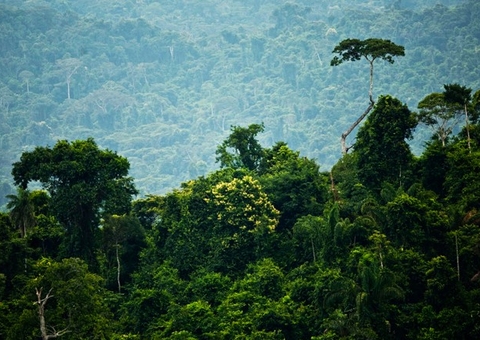 Indígenas da Amazônia exigem na Cop26 que financiamento chegue às comunidades tradicionais