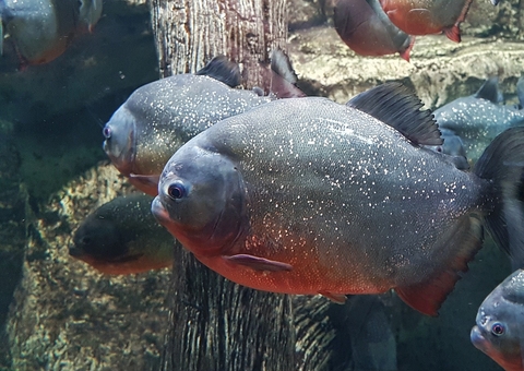 Peixe com dentes humanos é encontrado por pescadores nos EUA