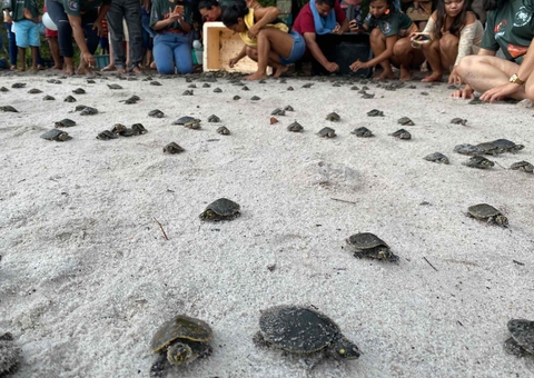 Mais de 11 mil filhotes de quelônios são devolvidos à natureza no Amazonas
