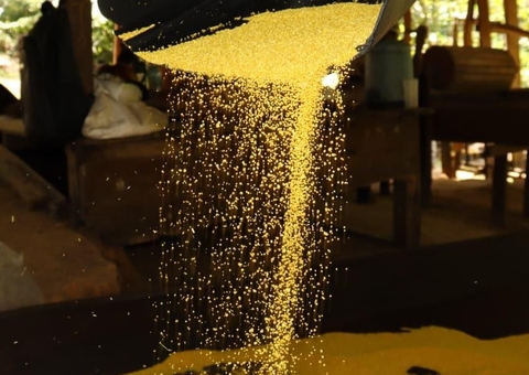 Amazonense desenvolve farinha de mandioca orgânica para celíacos e atletas