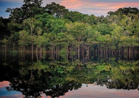 Amazônia colocada à venda 