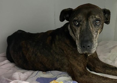 Cerca de 200 animais foram resgatados em Petrópolis em meio à tragédia 