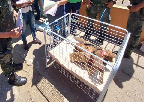 Mais de 50 animais são resgatados de feira clandestina