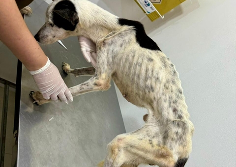 Mulheres são presas por manter animais em magreza extrema no Petrópolis